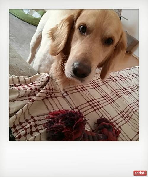 Golden Retriever, Köpek  Zeus fotoğrafı