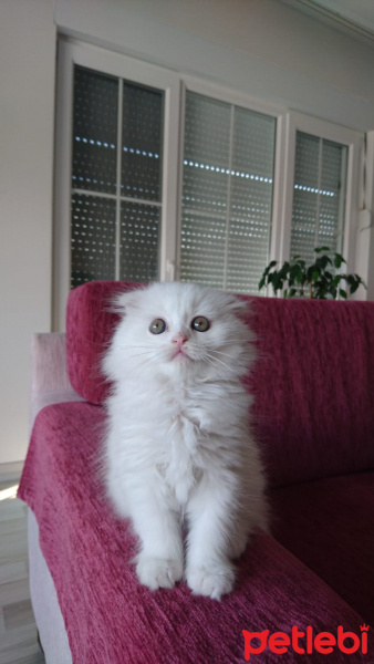 Scottish Fold, Kedi  Sakız fotoğrafı