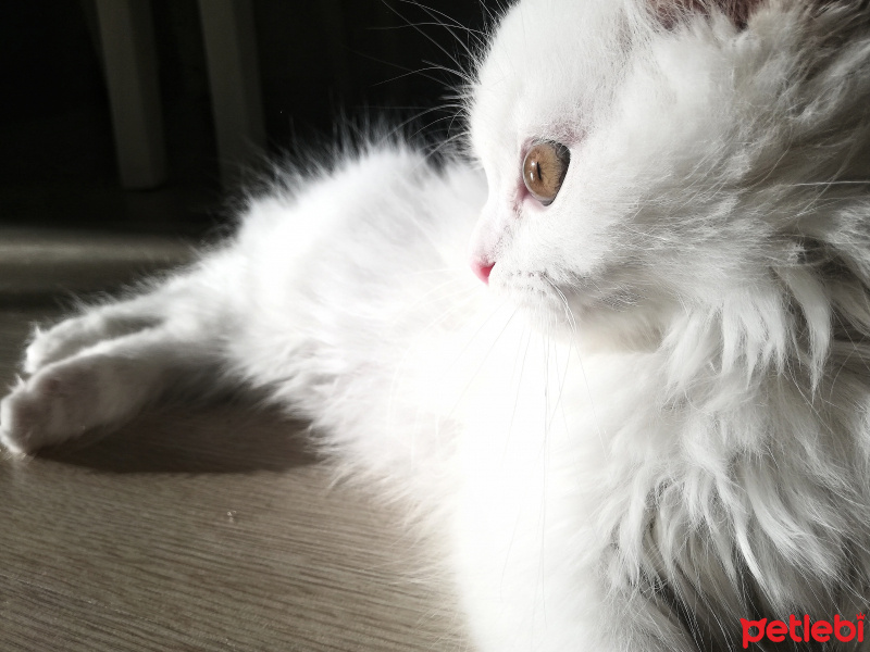 Scottish Fold, Kedi  Sakız fotoğrafı