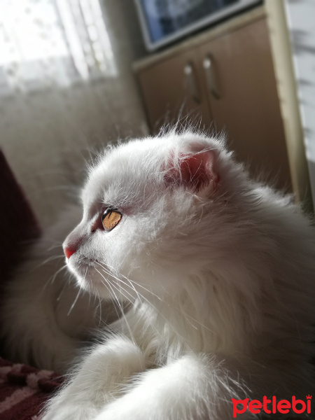Scottish Fold, Kedi  Sakız fotoğrafı