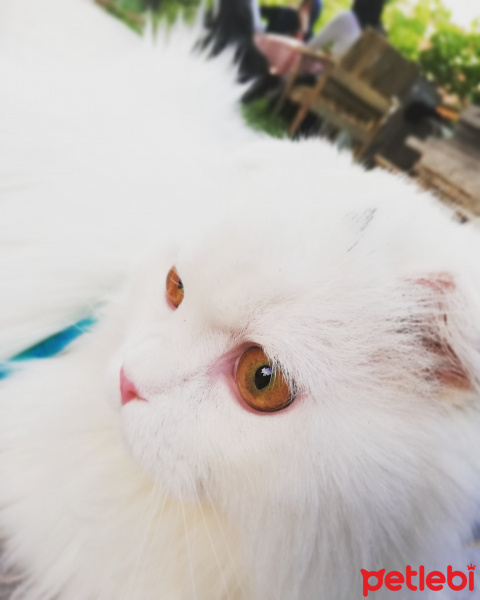 Scottish Fold, Kedi  Sakız fotoğrafı