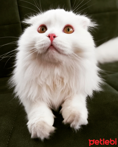 Scottish Fold, Kedi  Sakız fotoğrafı
