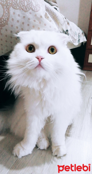 Scottish Fold, Kedi  Sakız fotoğrafı