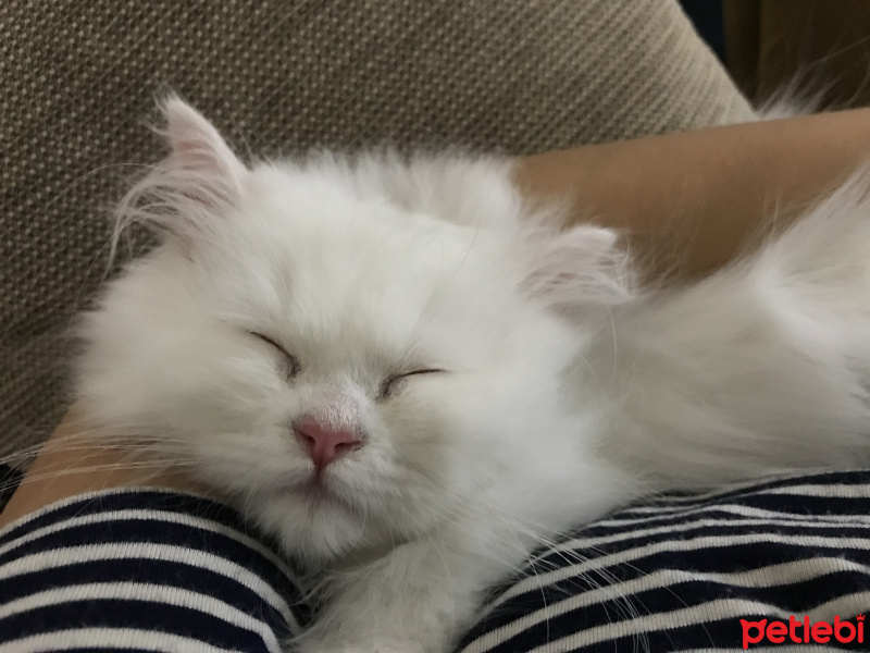 Chinchilla, Kedi  penta fotoğrafı