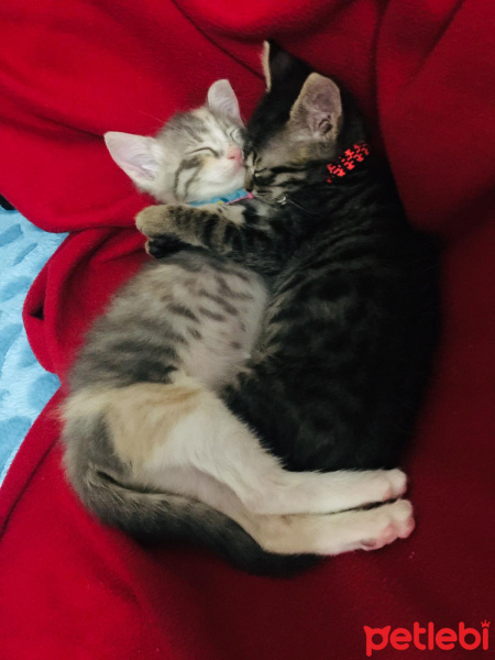 Tekir Kedi, Kedi  Gece fotoğrafı