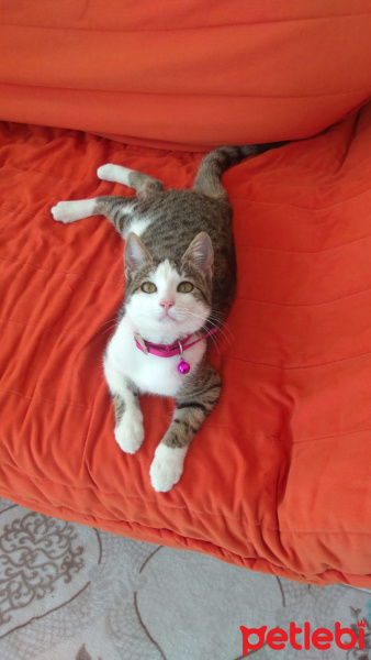 Tekir Kedi, Kedi  Minik fotoğrafı