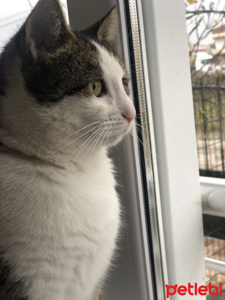 Tekir Kedi, Kedi  Minik fotoğrafı