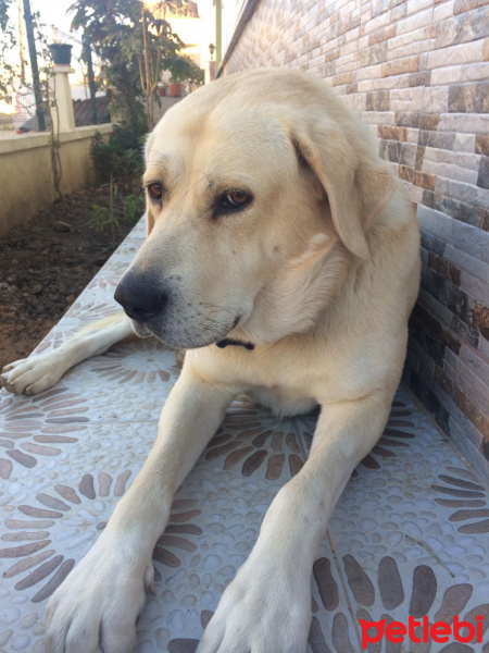 Akbaş, Köpek  Hachi fotoğrafı
