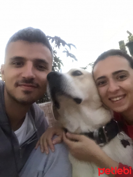 Akbaş, Köpek  Hachi fotoğrafı