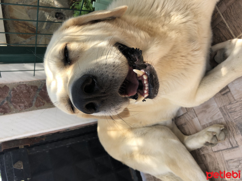 Akbaş, Köpek  Hachi fotoğrafı