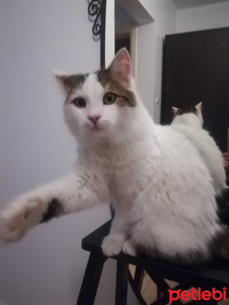 Tekir Kedi, Kedi  Tavşan fotoğrafı