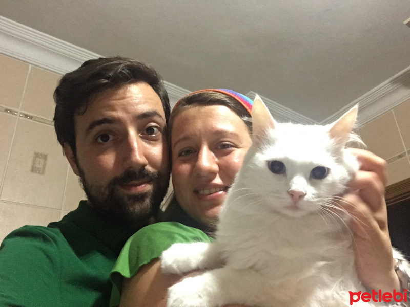 Ankara Kedisi, Kedi  İda fotoğrafı