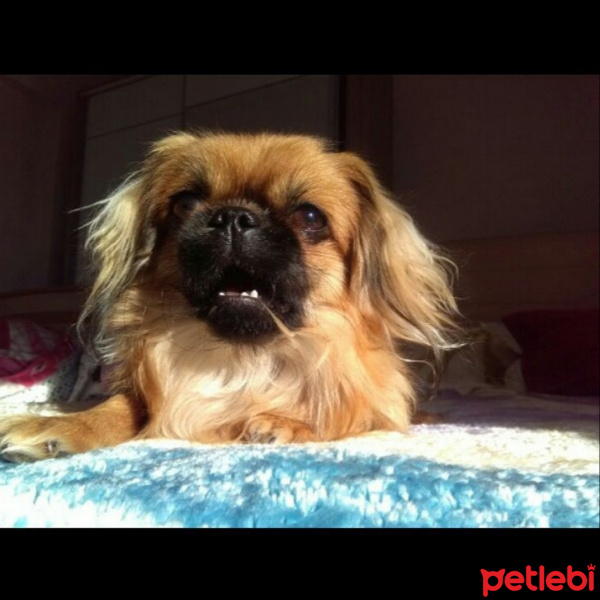 Pekingese, Köpek  Ronas fotoğrafı