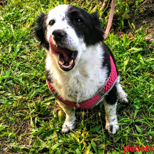 Border Collie, Köpek  Bihter fotoğrafı