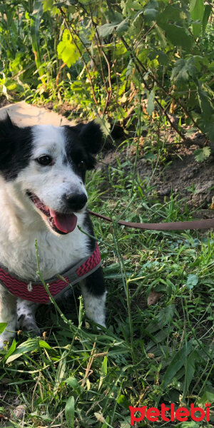 Border Collie, Köpek  Bihter fotoğrafı