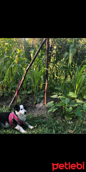 Border Collie, Köpek  Bihter fotoğrafı