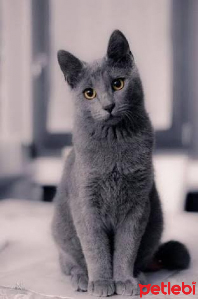 Mavi Rus, Kedi  Duman fotoğrafı