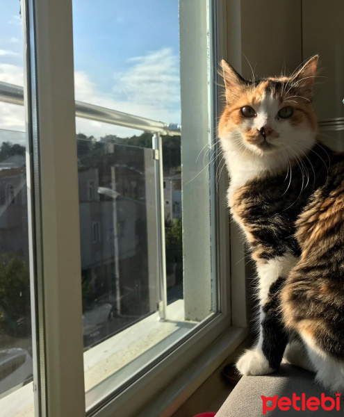 Tekir Kedi, Kedi  Mırmır fotoğrafı