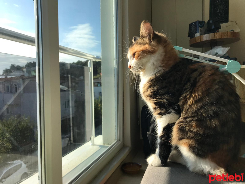 Tekir Kedi, Kedi  Mırmır fotoğrafı