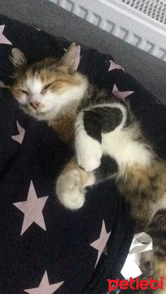 Tekir Kedi, Kedi  Mırmır fotoğrafı