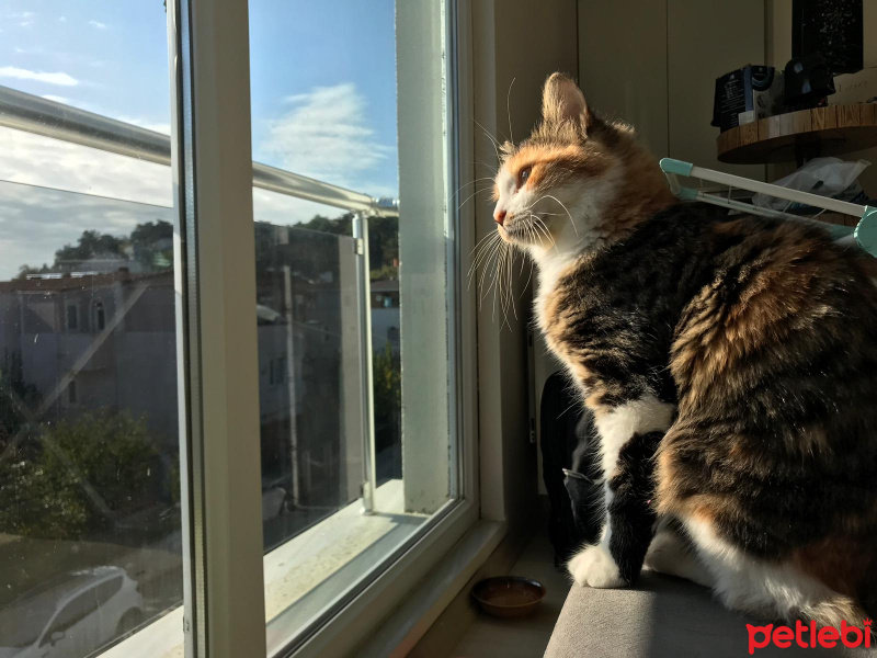 Tekir Kedi, Kedi  Mırmır fotoğrafı