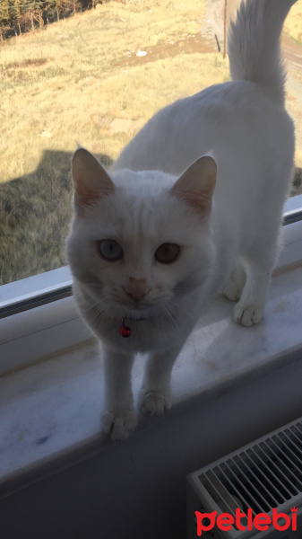 Van Kedisi, Kedi  Minnak fotoğrafı