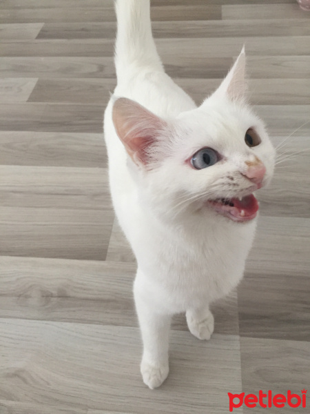 Van Kedisi, Kedi  Minnak fotoğrafı
