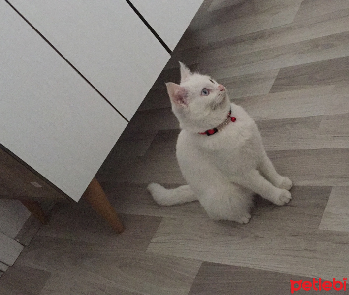 Van Kedisi, Kedi  Minnak fotoğrafı