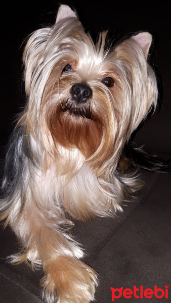 Yorkshire Terrier, Köpek  Çakıl fotoğrafı