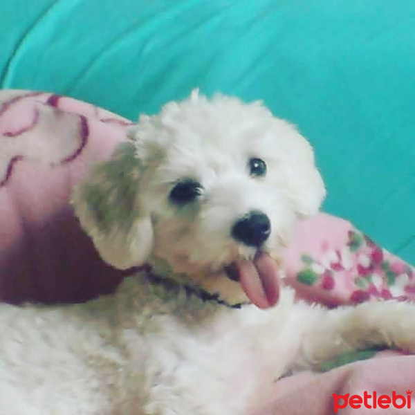 Maltese, Köpek  Lolita fotoğrafı