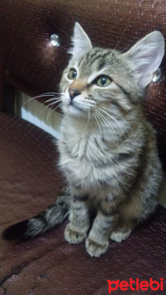 Tekir Kedi, Kedi  Şahika fotoğrafı