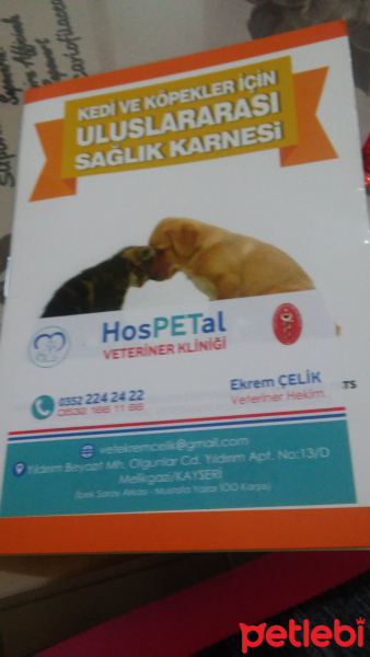 Tekir Kedi, Kedi  Şahika fotoğrafı