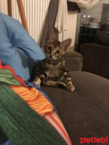 Tekir Kedi, Kedi  Juli fotoğrafı