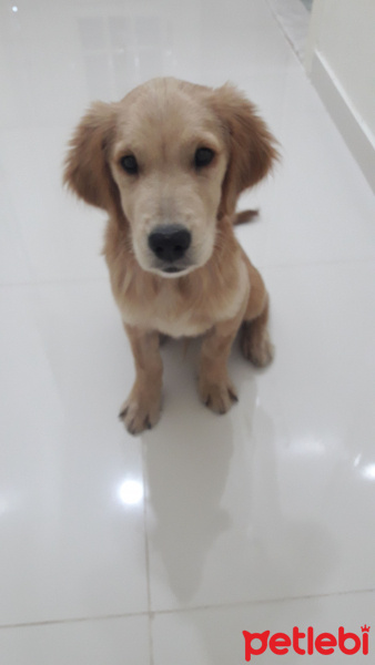 Golden Retriever, Köpek  Fındık fotoğrafı