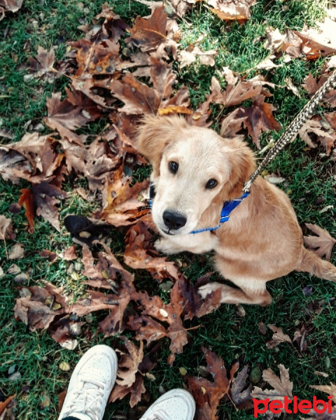 Golden Retriever, Köpek  Fındık fotoğrafı