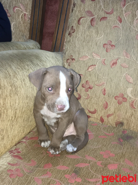Amerikan Pitbull Terrier, Köpek  Paşa fotoğrafı