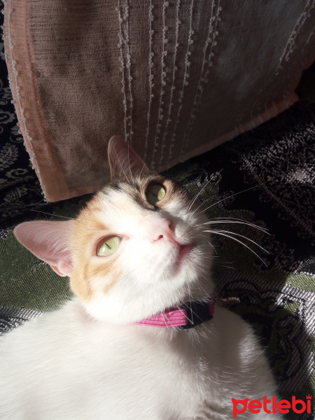 Tekir Kedi, Kedi  Şeker fotoğrafı