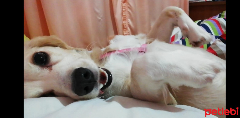 Chihuahua, Köpek  Kristal fotoğrafı