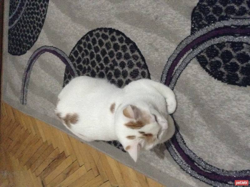 Tekir Kedi, Kedi  Casper fotoğrafı