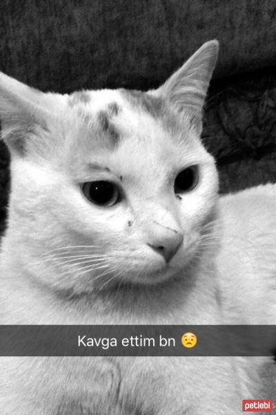 Tekir Kedi, Kedi  Casper fotoğrafı