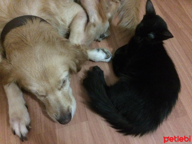 Golden Retriever, Köpek  Hera fotoğrafı