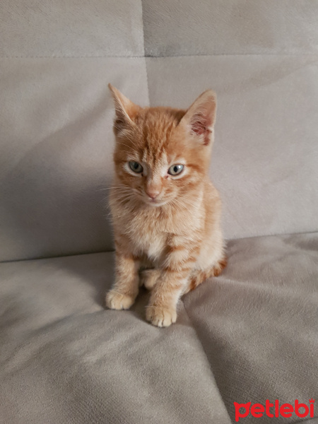 Sarman, Kedi  Mena fotoğrafı