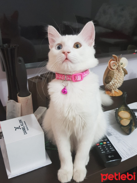 Ankara Kedisi, Kedi  Mia fotoğrafı