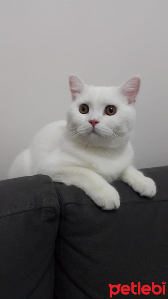 British Shorthair, Kedi  Fırfır fotoğrafı