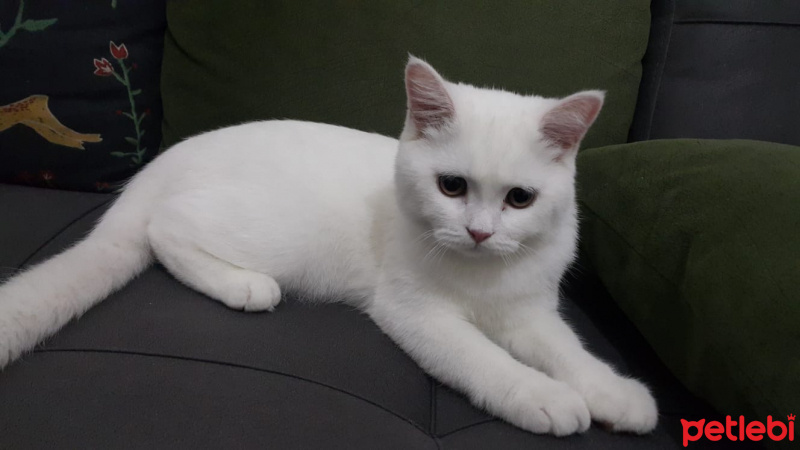 British Shorthair, Kedi  Fırfır fotoğrafı