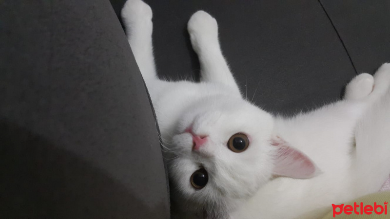 British Shorthair, Kedi  Fırfır fotoğrafı