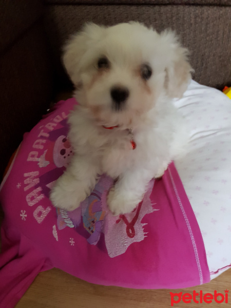 Maltese, Köpek  Pamuk fotoğrafı