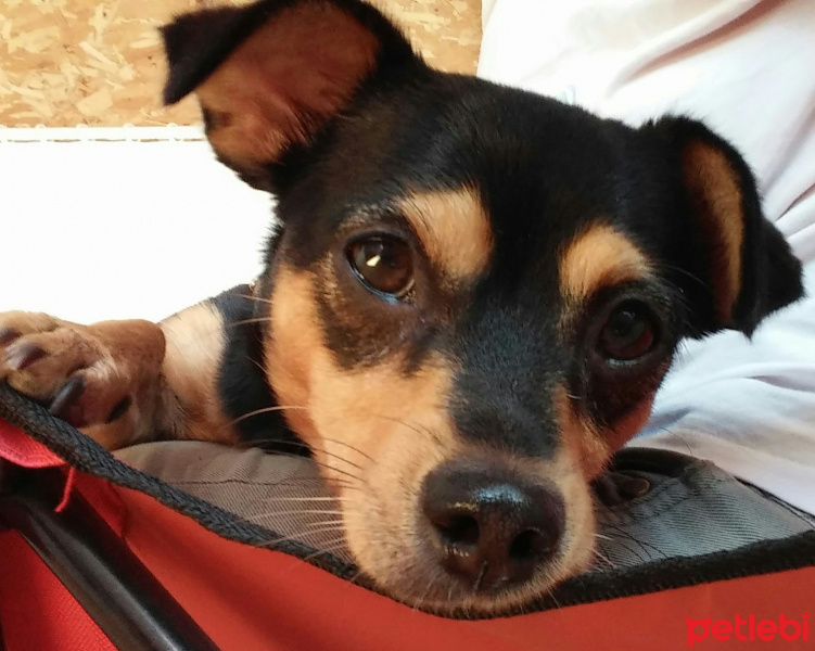 Minyatür Pinscher, Köpek  MAYA fotoğrafı