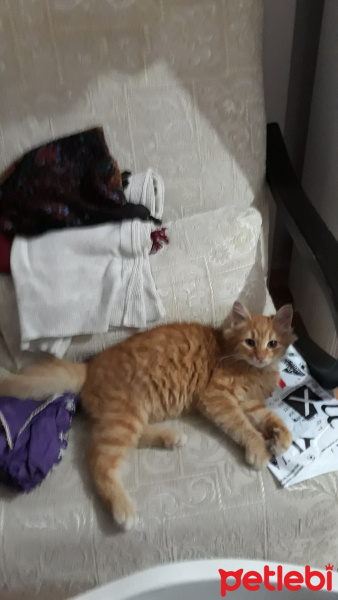 Tekir Kedi, Kedi  balım fotoğrafı