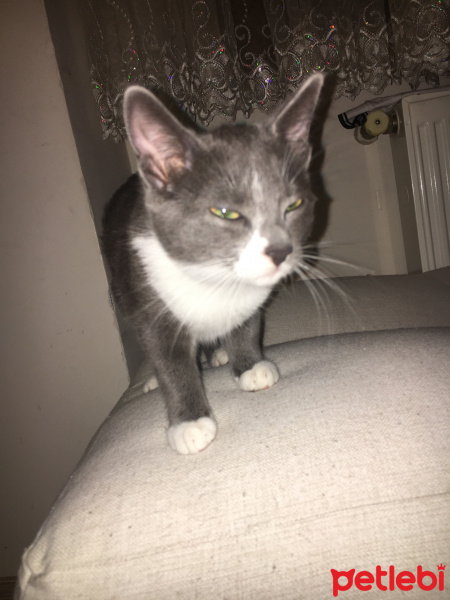 Tekir Kedi, Kedi  Jupiter fotoğrafı
